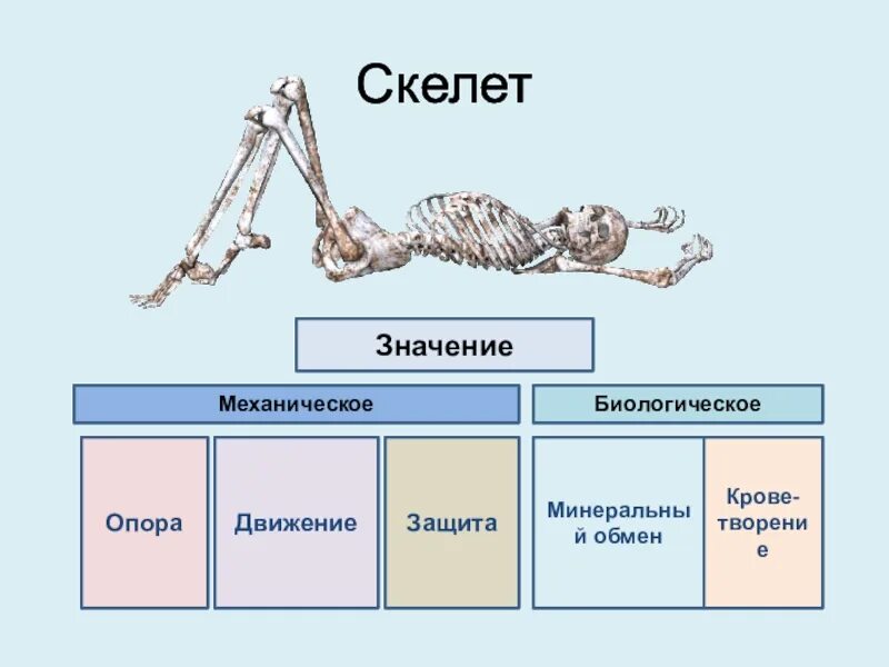 Минеральный обмен скелет