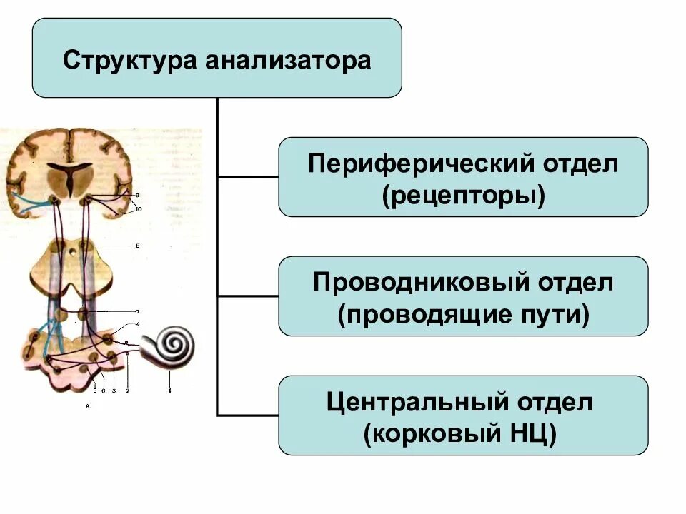 Анализатор состоит из рецепторов и проводящих. Отделы сенсорной системы периферический проводниковый Центральный. Сенсорная система физиология схема. Периферический отдел анализатора: строение и функции. Отделы сенсорной системы анализаторы.