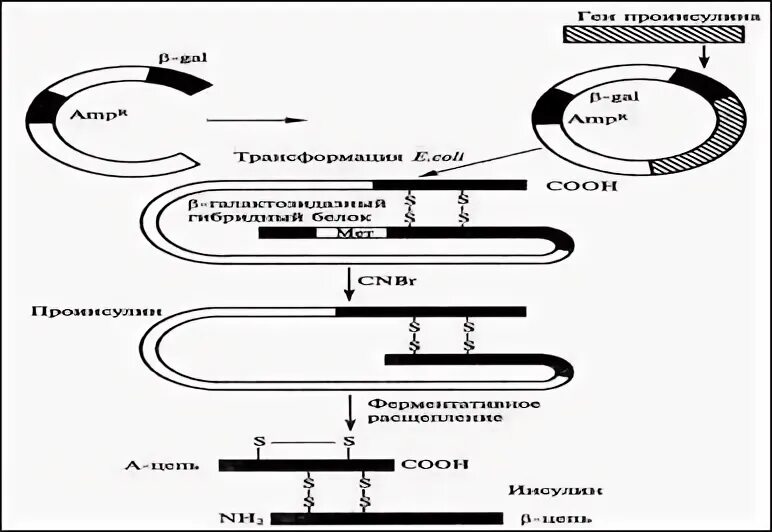 Этапы производства генно инженерного инсулина. Схема искусственного получения инсулина. Этапы производства генно инженерного инсулина. Синтез инсулина способы. Последовательность этапов получения инсулина.