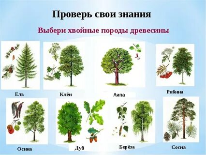 Какое дерево называют дерево лес
