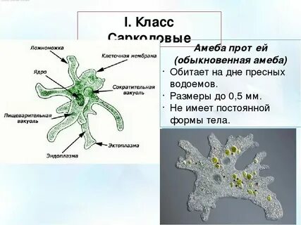 Амеба какой класс