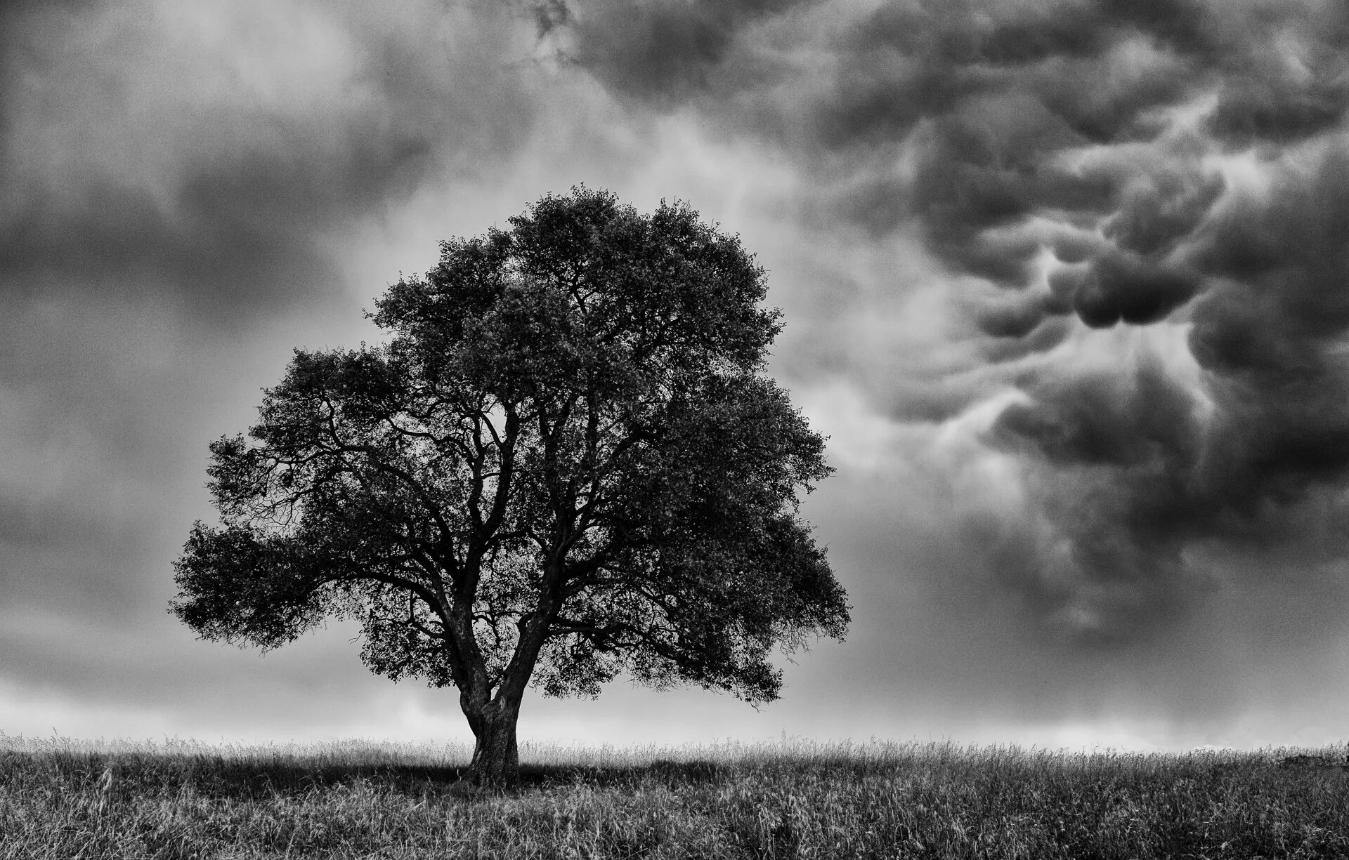 Буря деревья. Дерево в бурю. Одинокое дерево. Дерево в шторм.