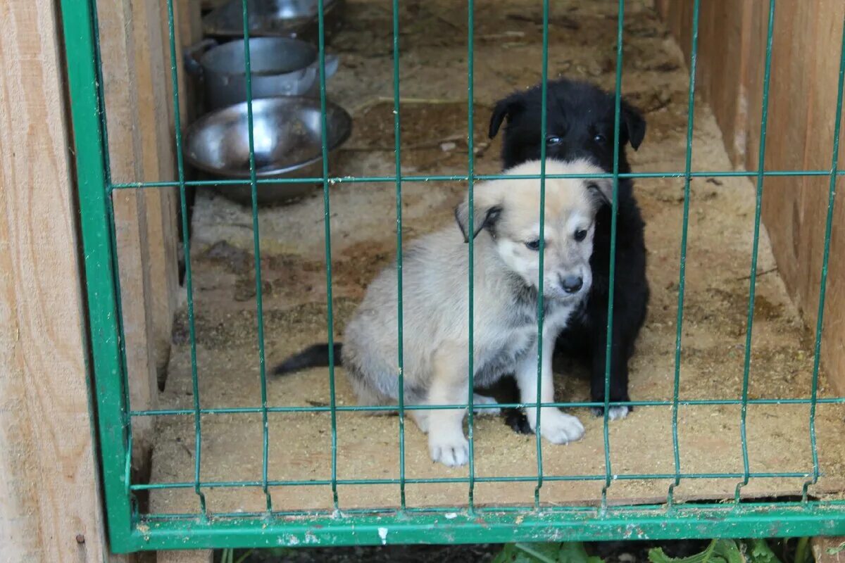 Красных партизан 22 усолье сибирское. Приют октябрьский. Приют для собак в усолье. Приют усолье. Приют усолье.