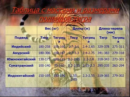 Таблица тигров