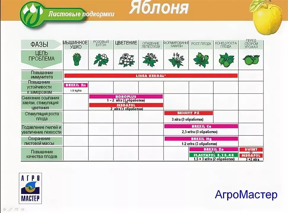 Схема внекорневой подкормки яблони. Как выбрать яблоки. Схема внесения удобрений для яблонь. Схема подкормки плодовых деревьев весной. Яблоко фото картинки.