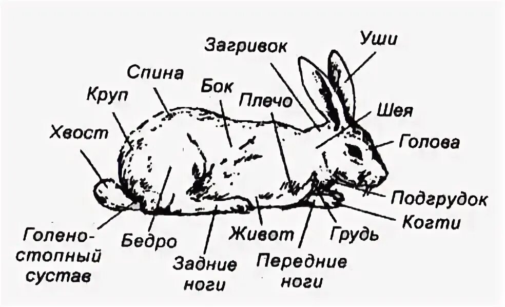 Где находятся зайцы в костроме