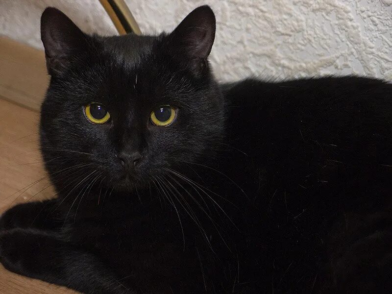Сибирский гладкошерстный кот черный. Черный гладкошерстный кот с желтыми глазами. Черная кошка домашняя. Обычная черная кошка. Белый галстук у черного кота 7 букв