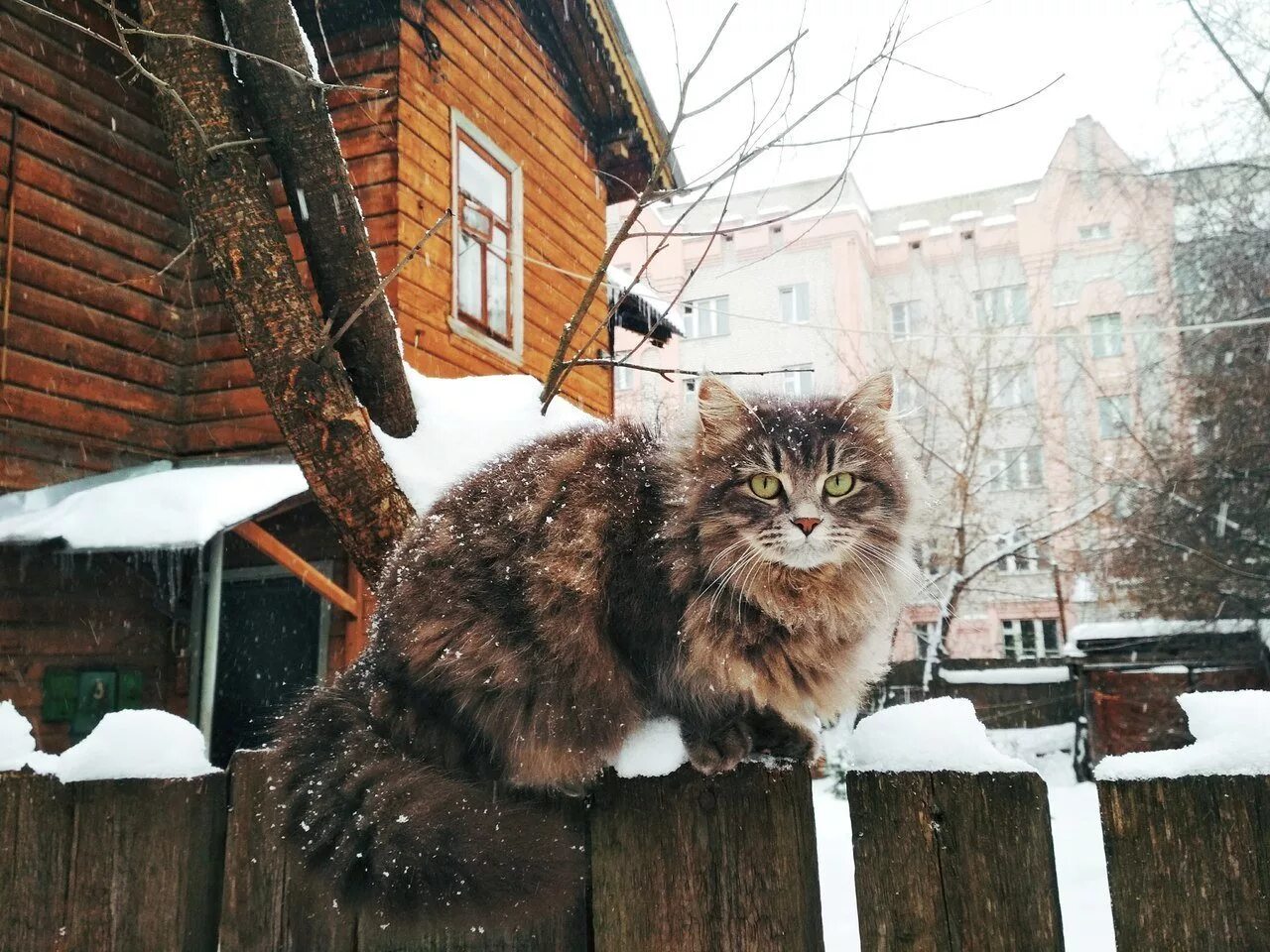 Подобрала кошку улицы. Кошка на улице. Уличная кошка. Уличные кошки зимой. Сибирская кошка на заборе.