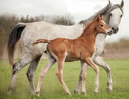 Ағасының әпкесі мен анасын ұрып жатқан порно видеоны қараңыз