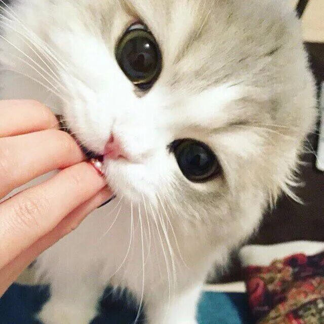 Кот кусь. Куся. Кот с надписью кусь. Куся. Милые котики кусаются.