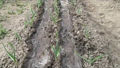 Чем подкормить лук и чеснок ранней весной