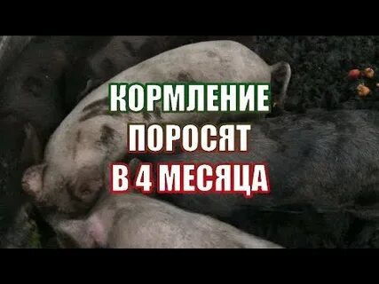 Твоя свинья