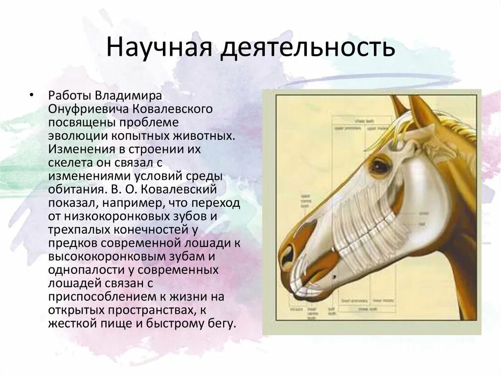 Объясните какие изменения претерпел скелет современной лошади. Лошадь ковалевского. ковалевский работы о лошади. конечность современной лошади служит приспособленностью к жизни. закон ковалевского.