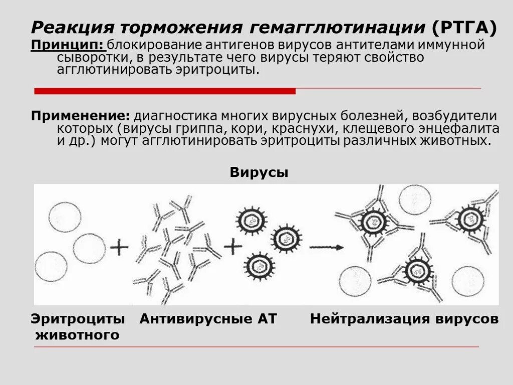 Гемагглютинация это