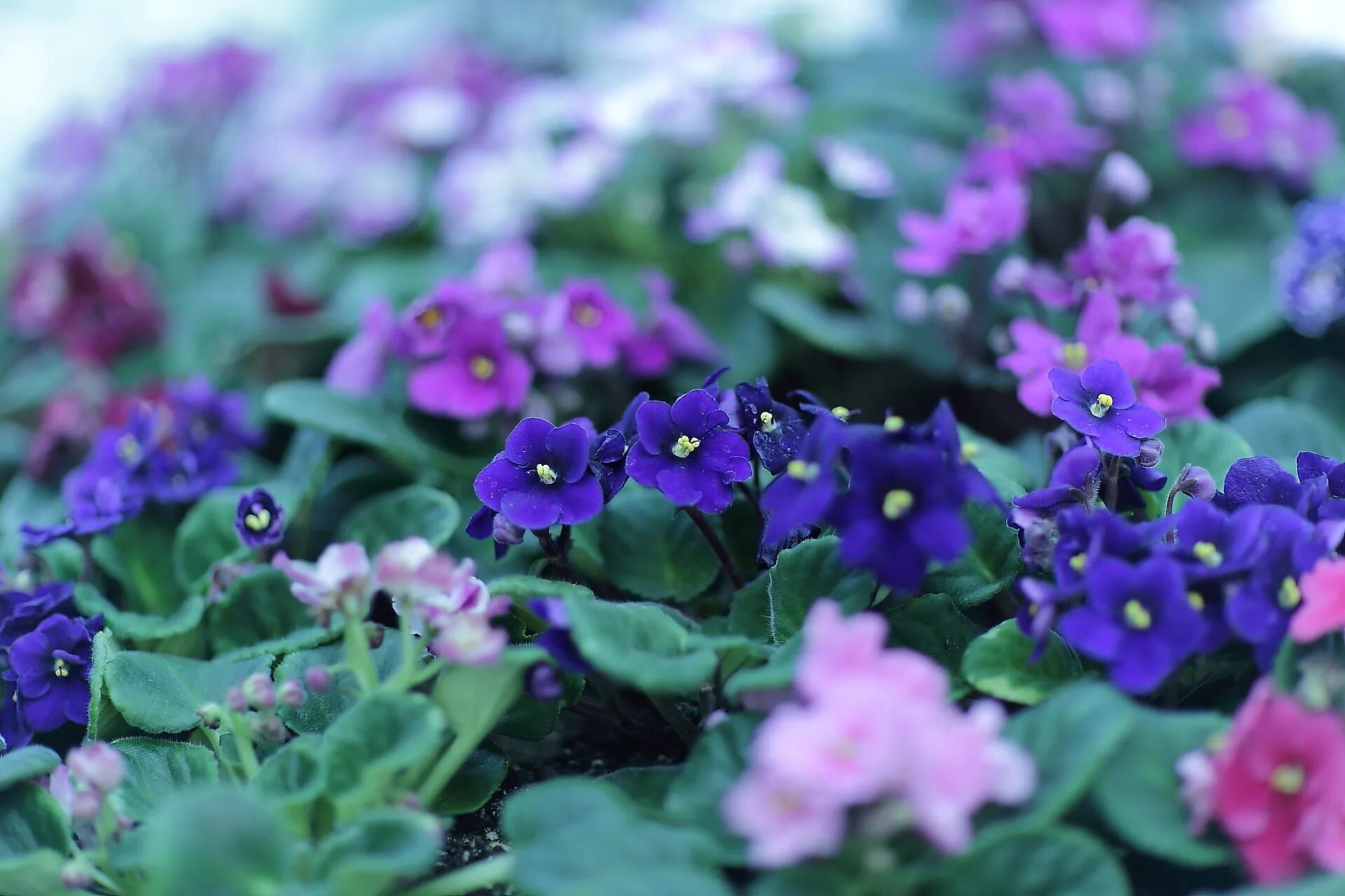 Дикая узамбарская фиалка. Лесная фиалка белая душистая. Дикая узамбарская фиалка. Узамбарская фиалка синяя. Лесные фиалки.