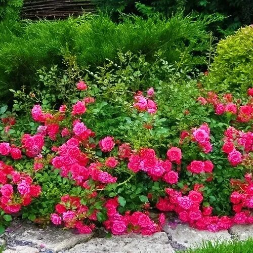 Бордюрные розы (36 фото): описание сортов, посадка и уход в саду. Выращивание, о