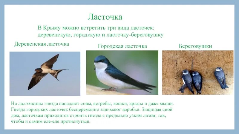 Сообщение о ласточке. Виды ласточек. Ласточки виды и описание. Сельская и городская ласточки. Описание ласточки.