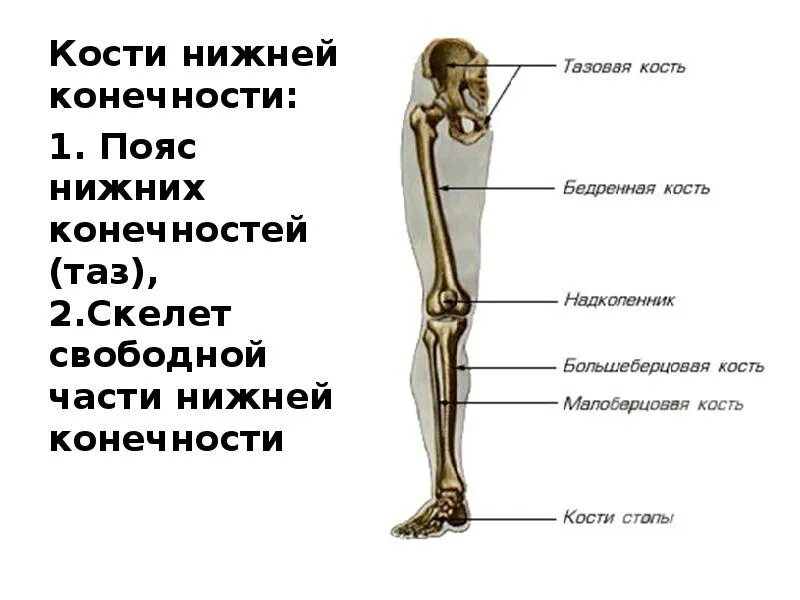 Кости скелета нижней конечности. Кости нижних конечностей человека анатомия. Кость нижней конечности анатомия. Кости свободной нижней конечности анатомия. Часть ноги на б