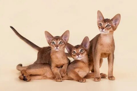 Кличка для абиссинской кошки