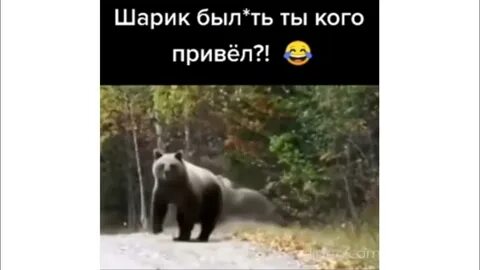 Шарик ты кого привел