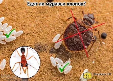 Кто ест клопов в природе