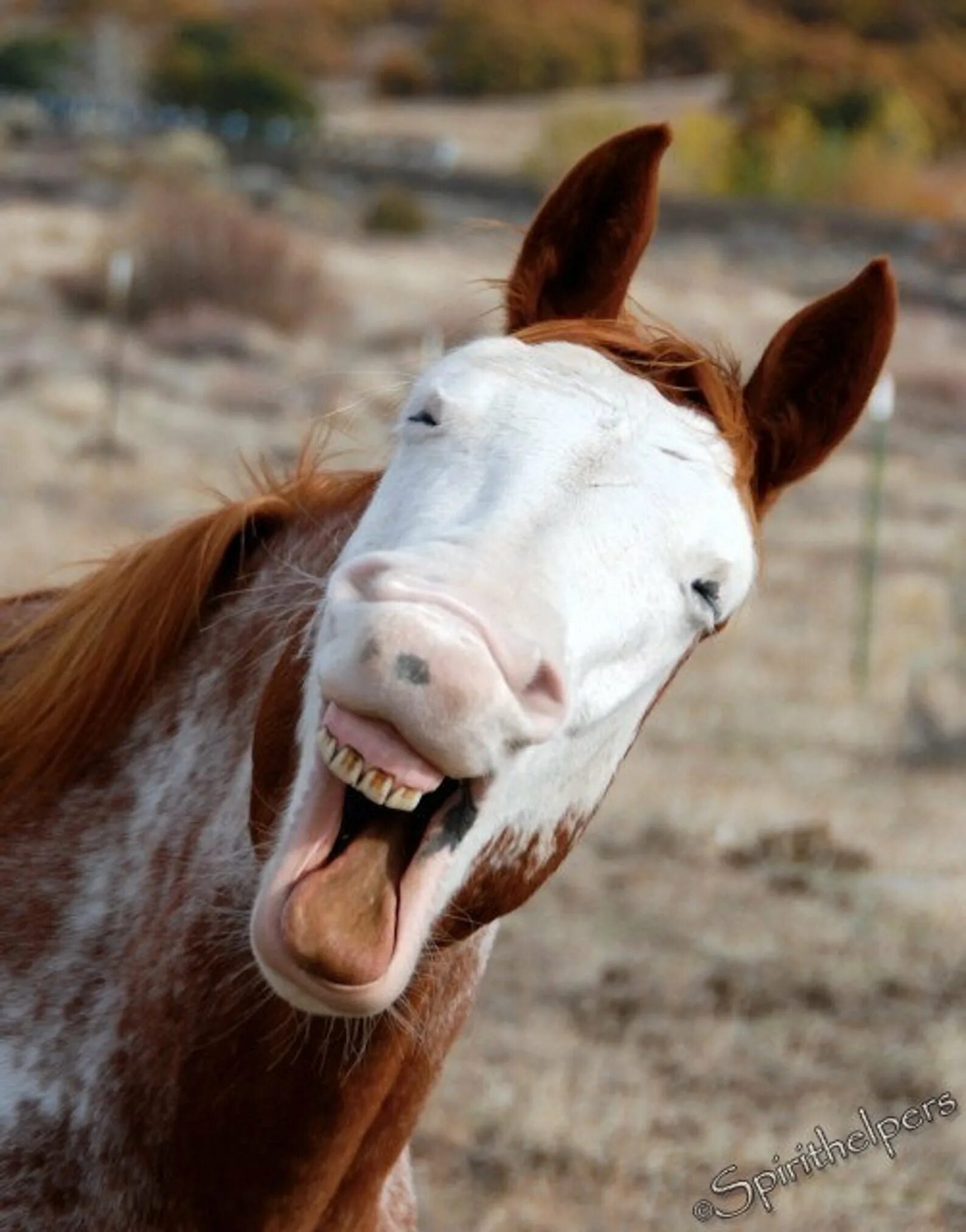 Смешные лошадки. Лошадь ржет. Смешная морда лошади. Лошадь смеется. Бешеная лошадь.