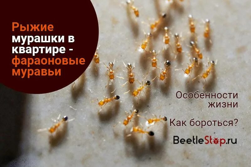 Рыжие муравьи в квартире. Фараоновы муравьи муравейник. Муравьи в квартире. Домашние муравьи. Личинки рыжих муравьев.