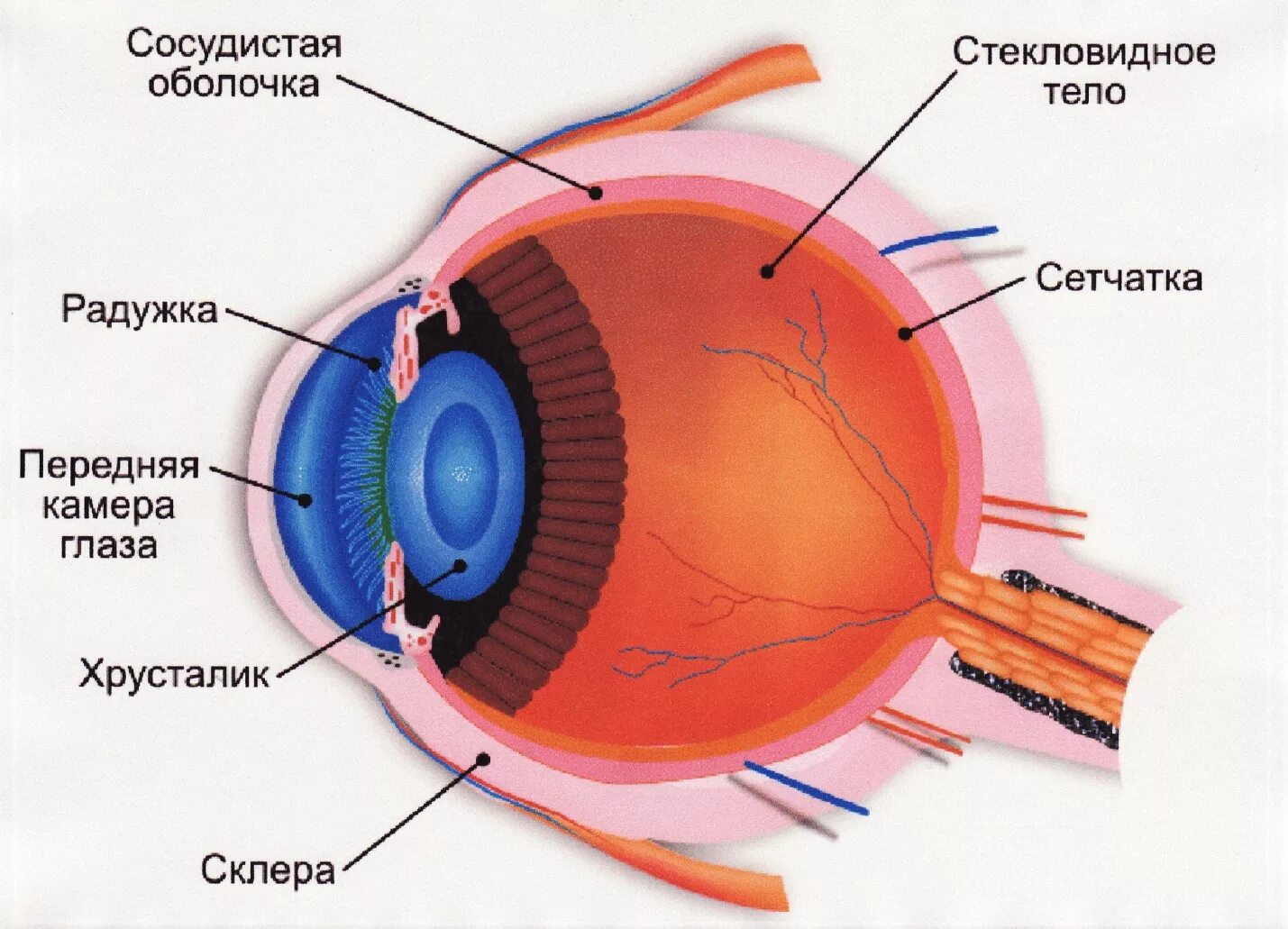 Где в органе зрения находится желтое. Радужка роговица стекловидное тело хрусталик сетчатка зрительный. Строение глаза сетчатка роговица хрусталик. Склера сосудистая оболочка сетчатка. Строение хрусталика глаза анатомия.