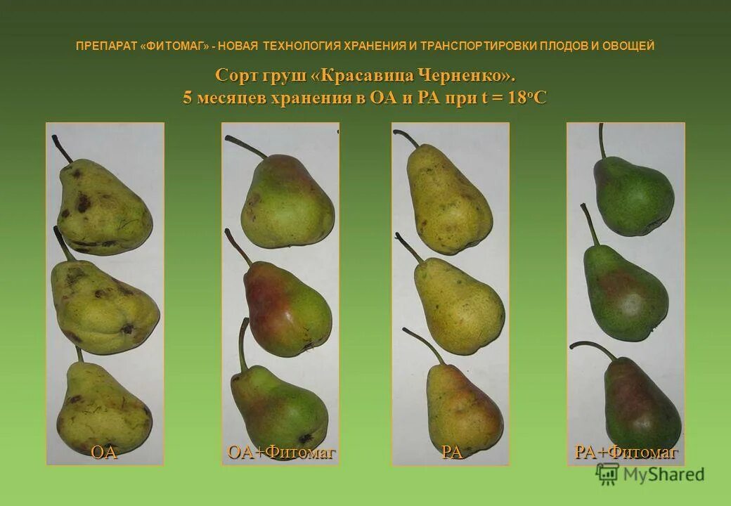 Груша группа культурных растений