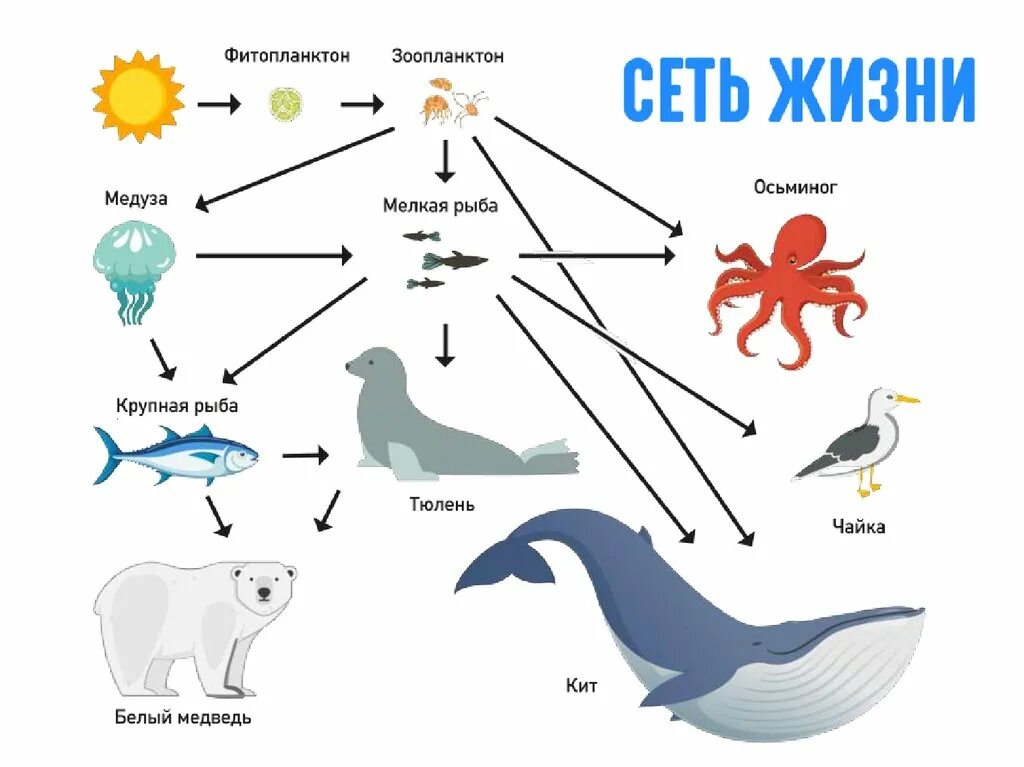 Фитопланктон цепь питания. Пищевая цепь морских обитателей схема. Пищевая сеть экосистемы море. Пищевая цепь моря. Цепочка питания в море.