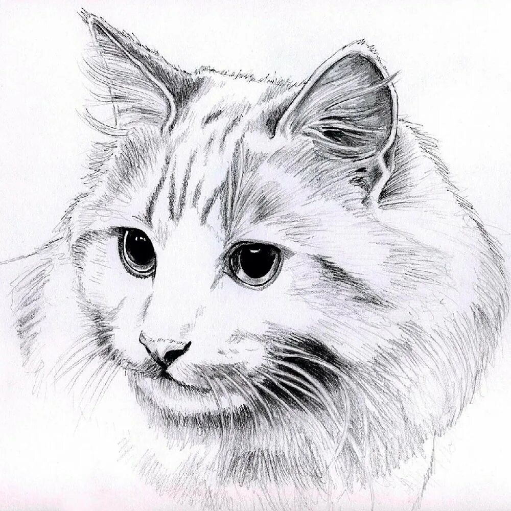 Рисуем простых животных. Красивые рисунки карандашом. кот карандашом. кошка рисунок. рисунки животных карандашом.