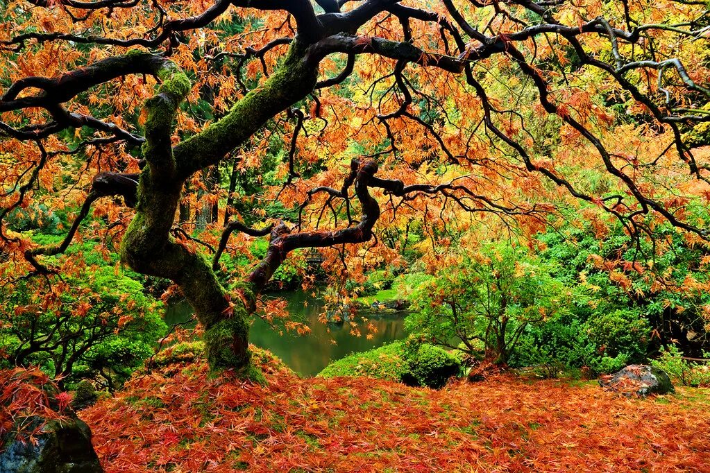 Fall around. Японский сад бонсай на Восходе. Trie Tree Japanese.