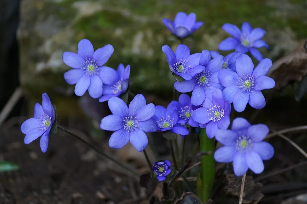 Печеночница благородная (hepatica Nobilis). Печёночница Лютиковые. Печёночница благородная Лютиковые. Печеночница Нобилис.