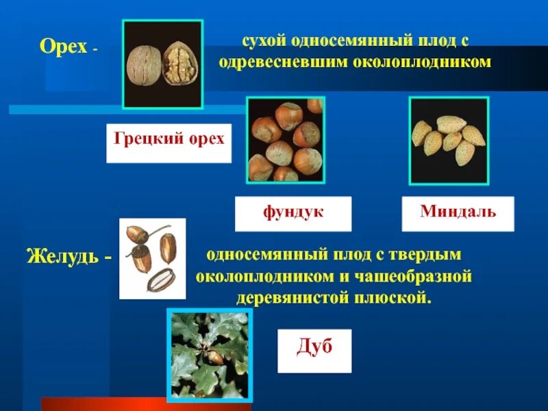 Сухие односемянные плоды орех. Желудь сухой односемянный плод. Грецкий орех сухой односемянный плод. Сухой односемянный плод фундука.. Орех околоплодник