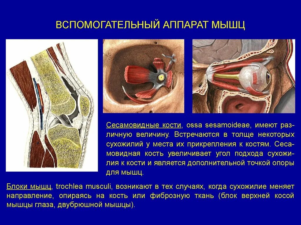 Блок мышц. Вспомогательный аппарат мышц сесамовидные кости. блоки и сесамовидные кости. костные блоки анатомия. вспомогательный аппарат мышц блоки.
