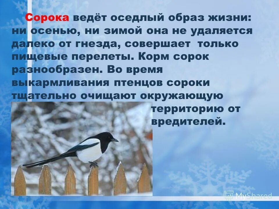 Сорока образ жизни. Сорока Перелетная птица или нет. Сорока оседлая птица. Зимующие птицы сорока.