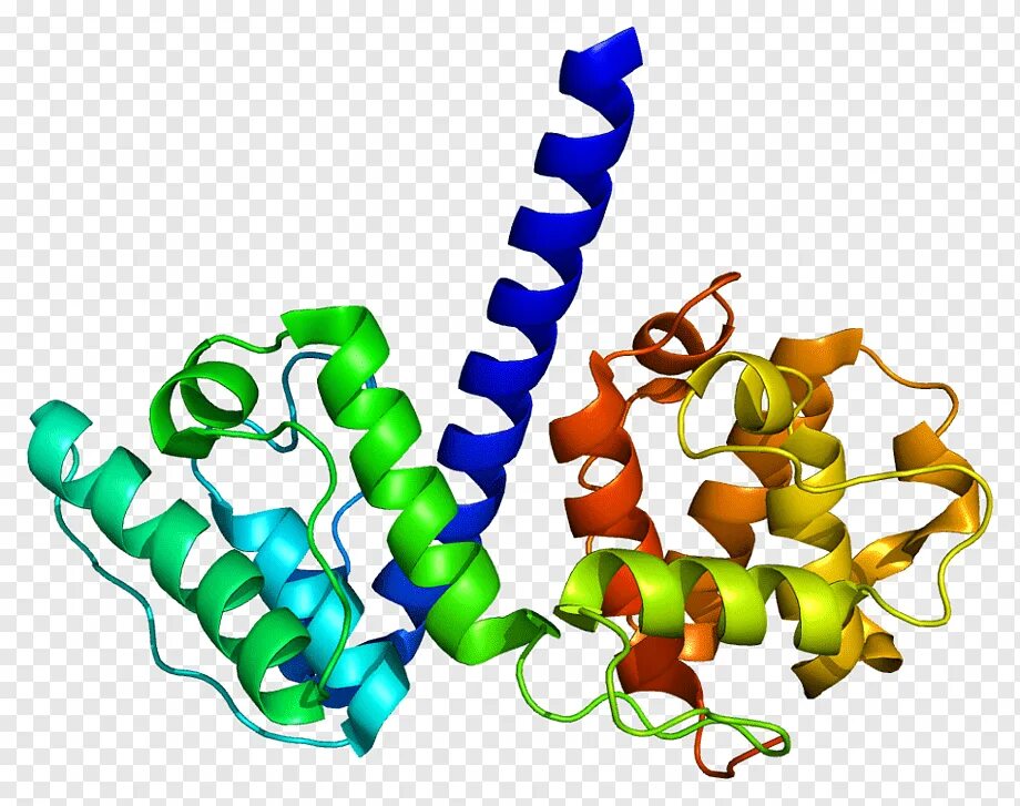 Белки биотехнологии. Santa Cruz Biotechnology, Inc.. Молекула белка. Белок биология. Молекулярный белок.