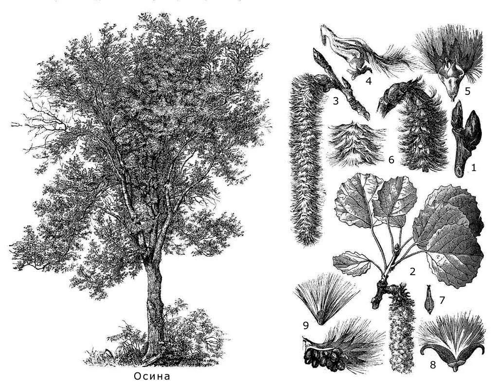 Манга маленький белый тополь. Тополь дрожащий осина. Тополь дрожащий (осина) – Populus tremula. Осина ботаника. Осина обыкновенная (Pópulus trémula).