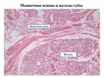 Мышечная железа