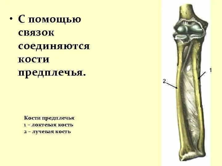 Кости предплечья анатомия. Лучевая кость предплечья. Кости предплечья и кисти их строение и соединения. Соединение костей предплечья.