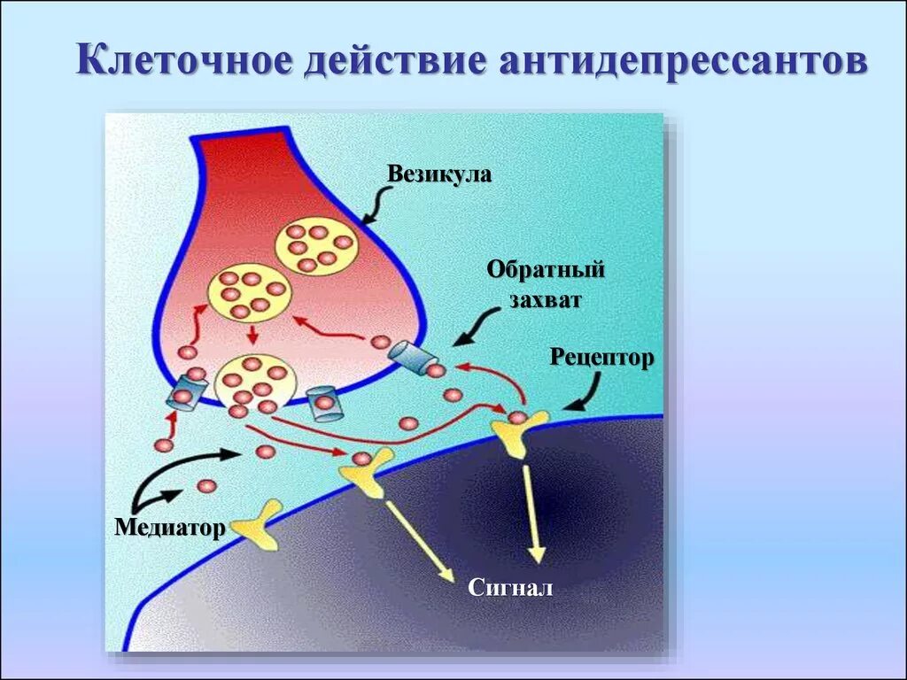 Механизм действия антидепрессантов. Схема действия антидепрессантов. Действие антидепресса. Синапс антидепрессанты.