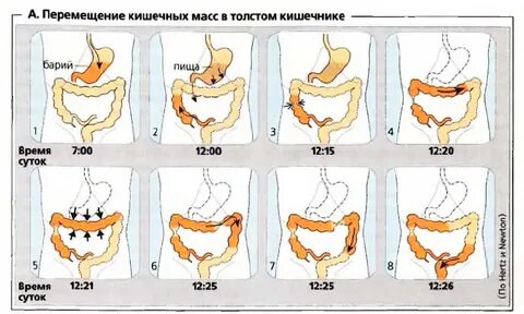 Через какое время еда попадает в желудок