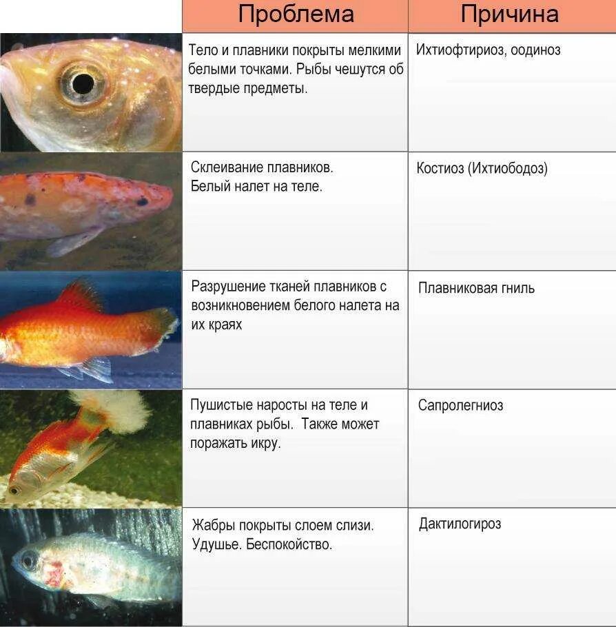 Таблица симптомов болезней аквариумных рыб. Болезни аквариумных рыб таблица. Болезни аквариумных рыбок внешнии. Болезни жабр у аквариумных рыбок. Можно ли давать детям рыбу