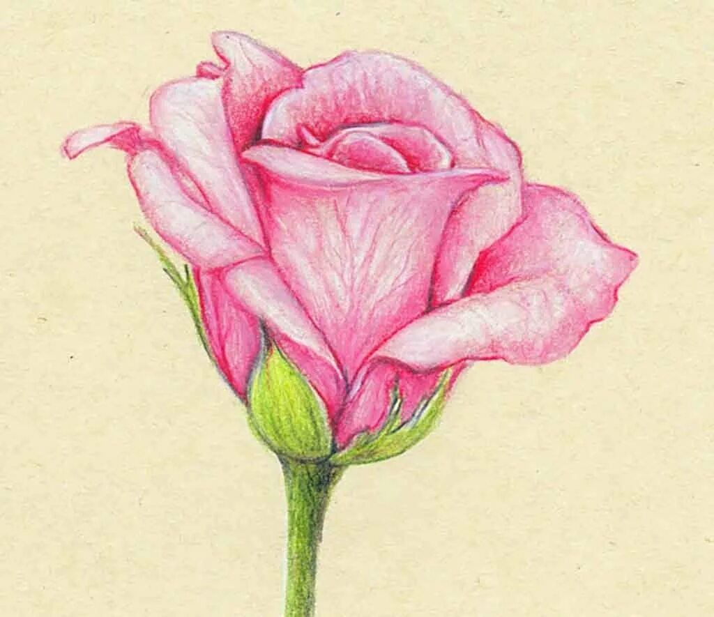 Нарисовать цветы. Цветы цветными карандашами. Цветы для срисовки. Цветы рисунок карандашом. Нарисовать розовый цветок