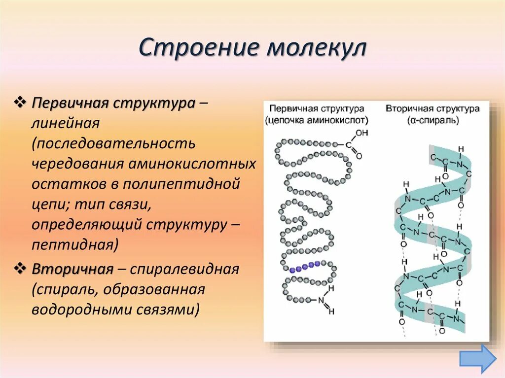 Цепочка аминокислот структура белка. Первичная структура белковых молекул. Первичная структура белка. Первичная структура белка линейная структура.