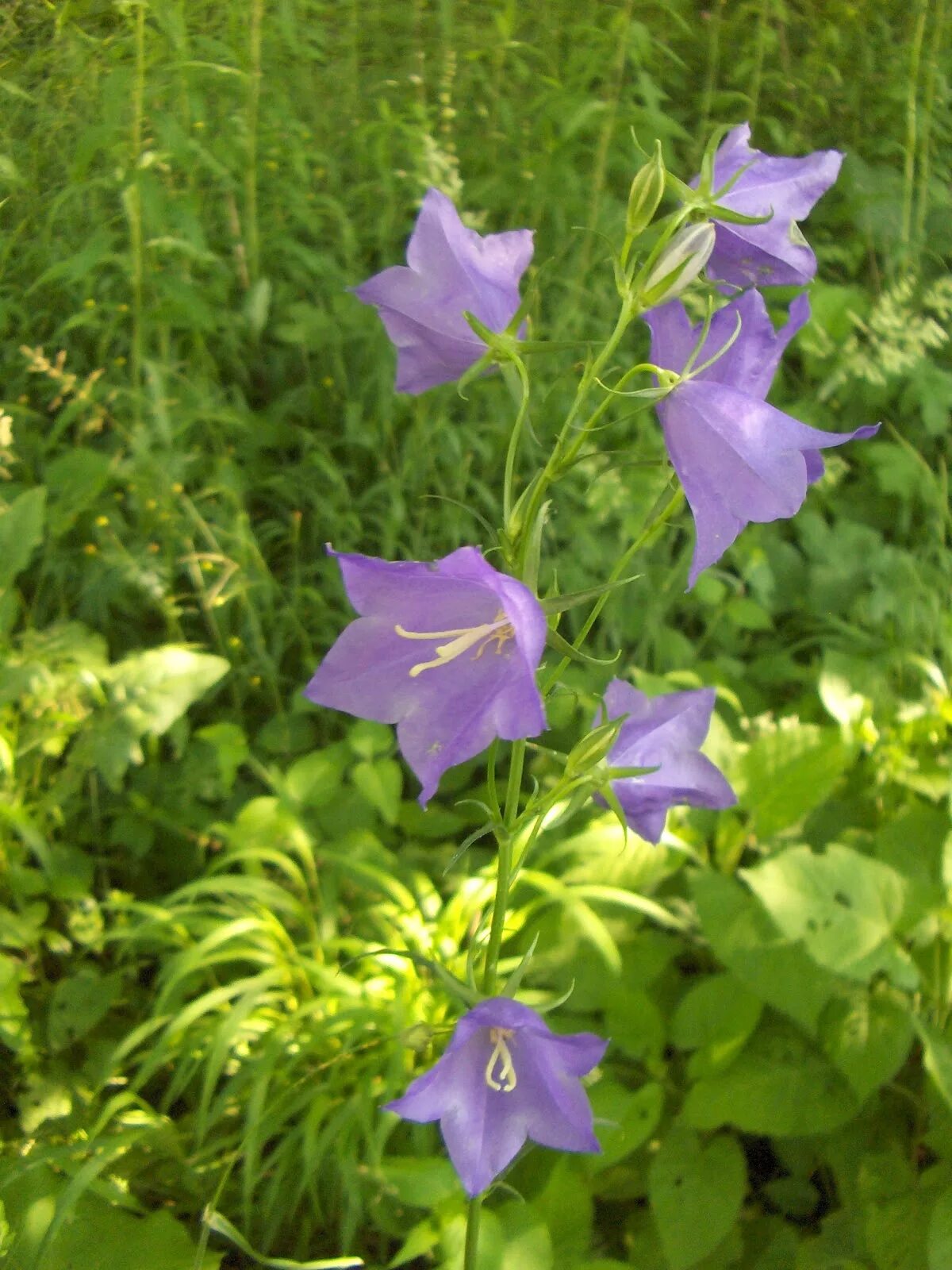 Как выглядят листья колокольчика Фотоальбом 2008-2018 Колокольчик Campanula( 12.10.2010 14:34