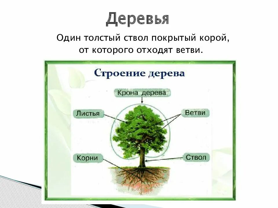 3 корня 1 ствол. Строение дерева. Строение дерева для детей. Строение дерева схема для детей. Строение дерева. (Ствол, корень, ветки, листья)..