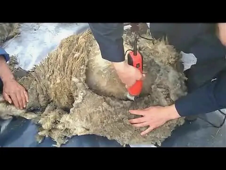 Кастрированный баран это. Фиксация барана для кастрации. Стригали овец. Кастрированный баран это. Кастрированный баран это.