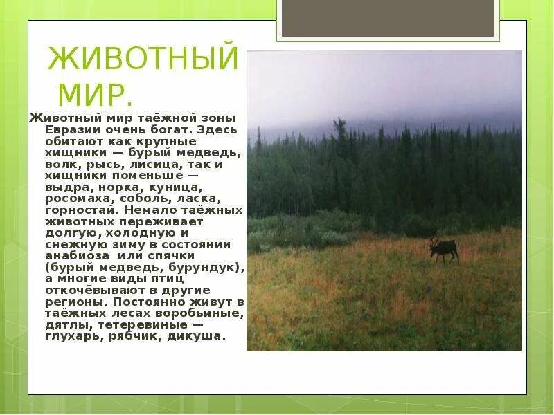 Природные зоны России Тайга 8 класс. Природные зоны Евразии Тайга. Природные зоны тайги и животные Евразии. Природная зона тайги 8 класс география.