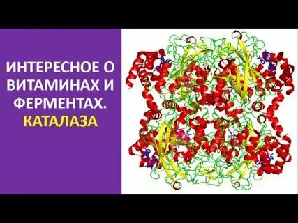 Фермент каталаза содержится во всех живых организмах